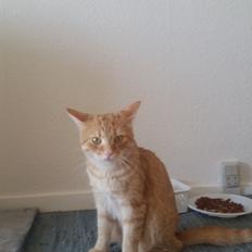 Blanding af racer Chicken