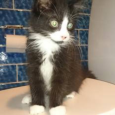 Huskat Mia EFTERLYSNING 