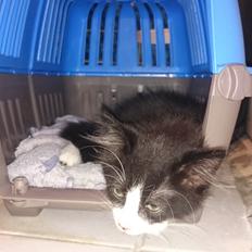 Huskat Mia EFTERLYSNING 