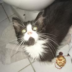 Huskat Mia EFTERLYSNING 