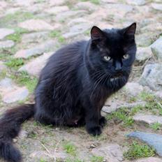 Norsk Skovkat musen missen