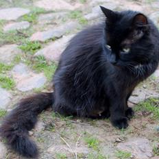 Norsk Skovkat musen missen