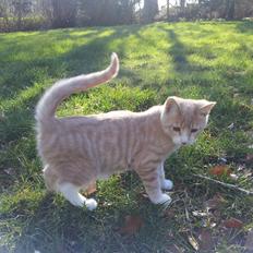 Blanding af racer Ginger