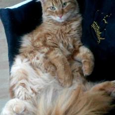 Blanding af racer Bailey