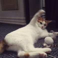 Blanding af racer Garfield