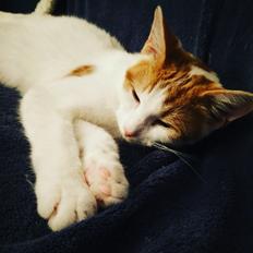 Blanding af racer Garfield