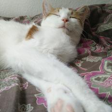 Blanding af racer Garfield