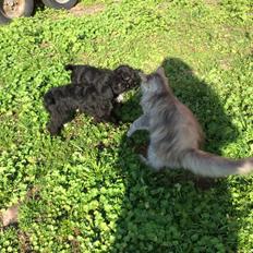 Norsk Skovkat  gråmissen søstermissen