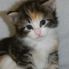 Norsk Skovkat DK Nobel-dream's Jump up n' kizz me