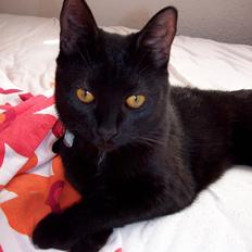 Blanding af racer Twiggy