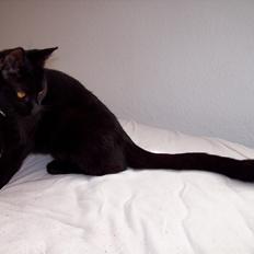 Blanding af racer Twiggy