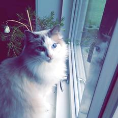 Ragdoll Dk Jaquet Piper Heidsieck