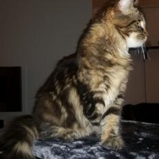 Maine Coon Figaro
