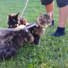 Blanding af racer Morgan