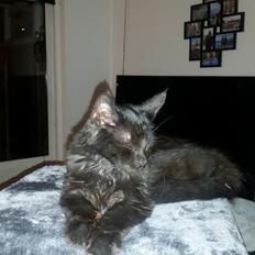 Blanding af racer Morgan