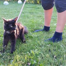 Blanding af racer Morgan