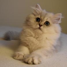 Perser Silas (Von Gørtz' Chilas)