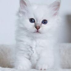 Hellig Birma Shonto's Count on Me  (Mufasa)