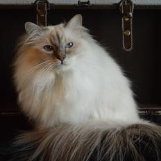 Hellig Birma Dee Chandee's Bou Bumblebee