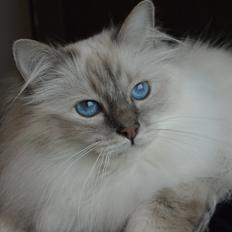 Hellig Birma Dee Chandee's Bou Bumblebee