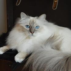 Hellig Birma Dee Chandee's Bou Bumblebee