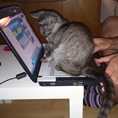 Blanding af racer star