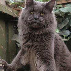 Maine Coon DK Proud Danish Prince Charming