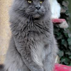 Maine Coon DK Proud Danish Prince Charming