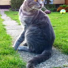 Blanding af racer Johnson