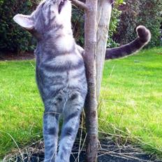 Blanding af racer Johnson