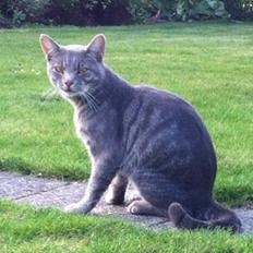 Blanding af racer Johnson