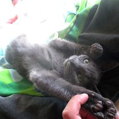 Russian Blue Vinterberg