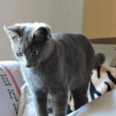 Russian Blue Vinterberg