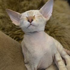Peterbald DK Petheaven Marshmellow Rufus