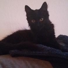 Blanding af racer No name (kaldet Missen)