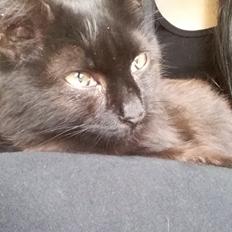 Blanding af racer No name (kaldet Missen)