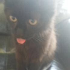 Blanding af racer No name (kaldet Missen)