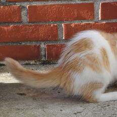 Norsk Skovkat DK Lyptu's Krogtand (Foxy)