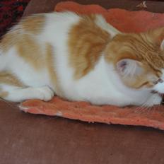 Norsk Skovkat DK Lyptu's Krogtand (Foxy)