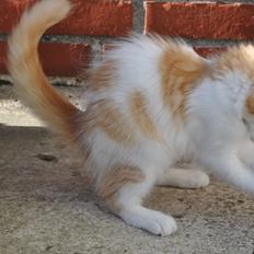 Norsk Skovkat DK Lyptu's Krogtand (Foxy)