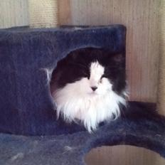 Blanding af racer Emil