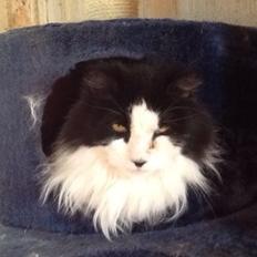 Blanding af racer Emil