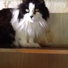 Blanding af racer Emil