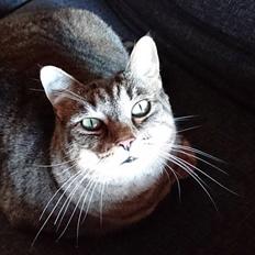 Huskat Misse