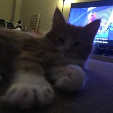 Blanding af racer Røde