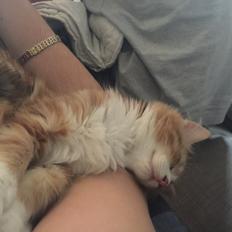 Blanding af racer Røde