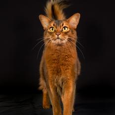 Somali Catika's Carlos Cayetano