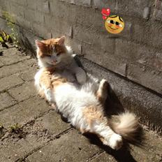 Blanding af racer Fluffy 