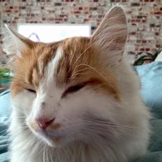 Blanding af racer Fluffy 