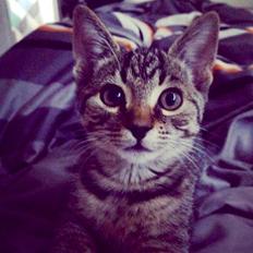 Huskat Holger